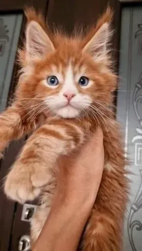 Maine Coon O gato gigante