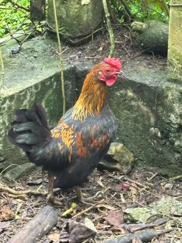 Vendo 2 frangos garnisés