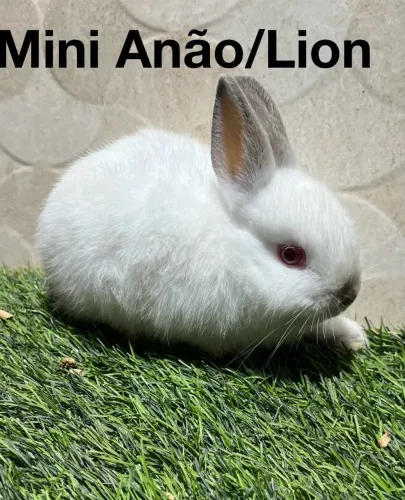 Coelho Netherland e mini Lion