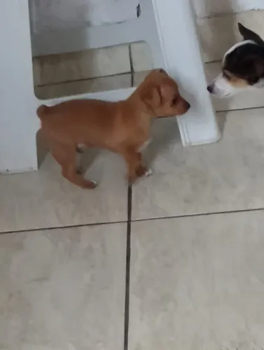 Cachorro