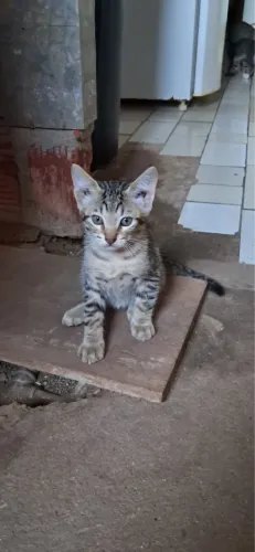 gato macho