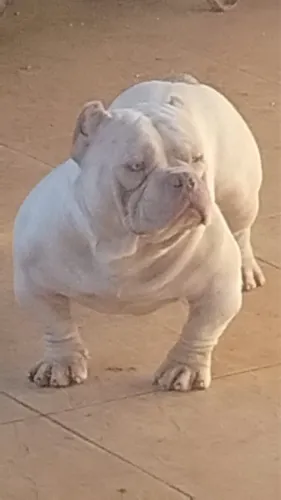 Cachorro American Bully Nano