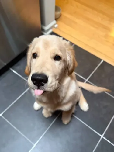 Golden Retriever Cachorrinho disponível com muito cuidado