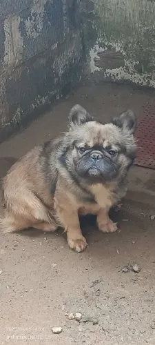 Doação Bulldogue francês flufly macho