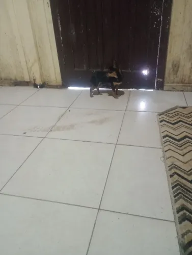 Pinscher macho