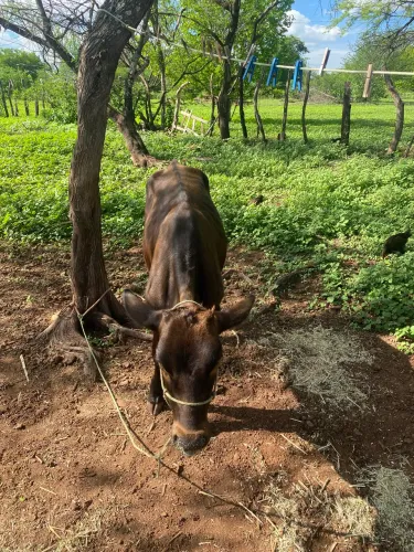 Vende se ou troca vaca com bezerro