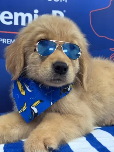 Filhote de Golden Retriever fofo