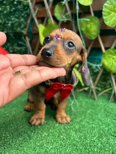 BassetDachshund