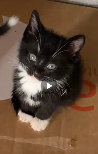 GATINHOS PARA ADOÇÃO RESPONSÁVEL