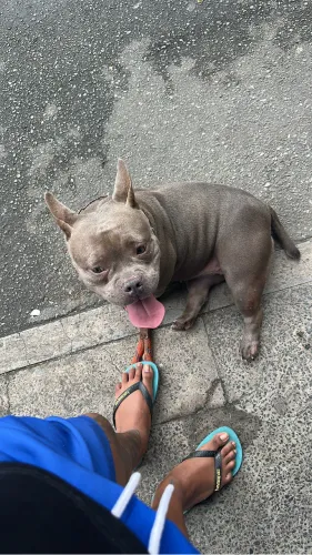 American Bully micro fêmea no cio