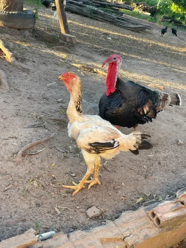 Índio gigante 
