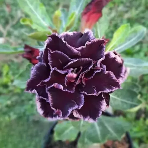 Rosa do deserto