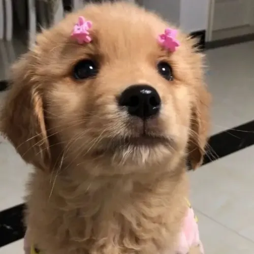Filhotinhos golden retriever super dóceis e de linhagem selecionada para lar