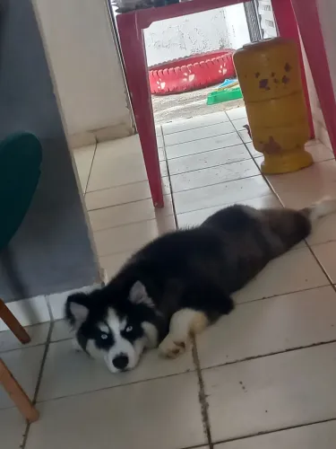 Vendo husky wooly