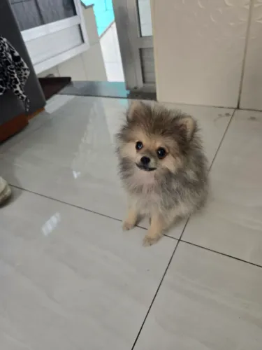 Lulu femea micro