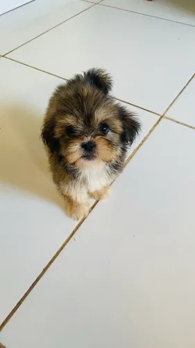 Filhote LhasaApso