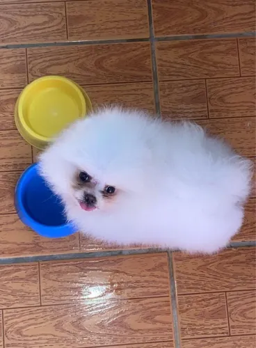 Spitz Alemão Anao Fêmea branca