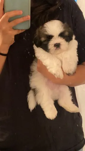 Shih Tzu Consulte valores e disponibilidade desses doguinhos