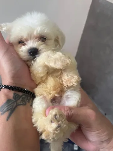 Filhotes poodles $650