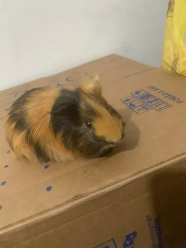 Porquinho da índia para doação