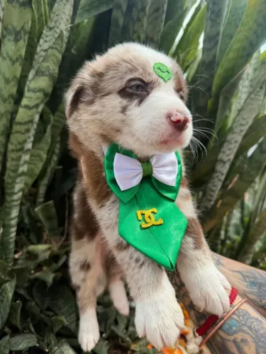 Border Collie filhotes lindos