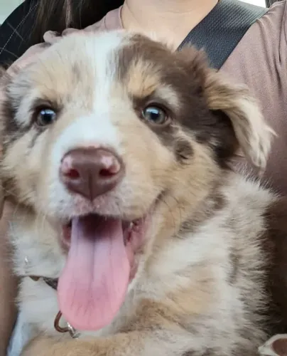 Filhotes de Border Collie | Um charme em cada patinha!