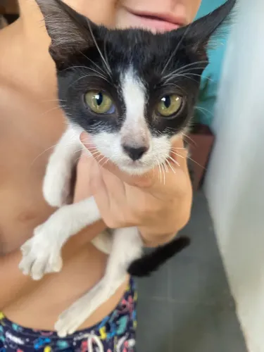 Gatinho para adoção 