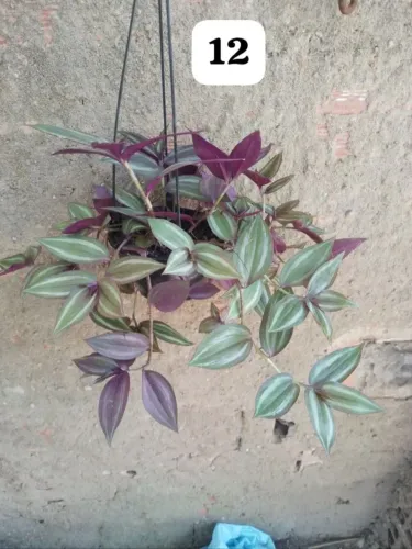 Lambari roxo