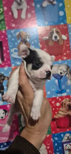 Chihuahua macho