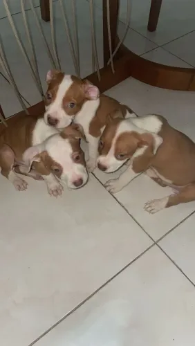 Vende-se cachorro pit bull