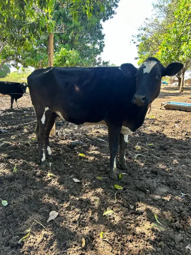 Vacas 