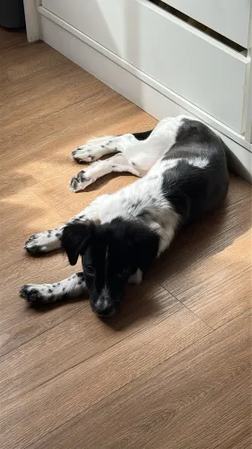 Cachorra Fêmea