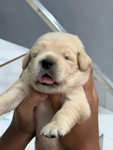 Filhotes de Golden Retriever PEDIGREE