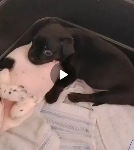 Pinscher