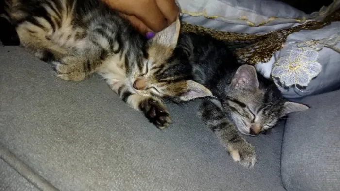 Gatinhas para adoção com urgência 