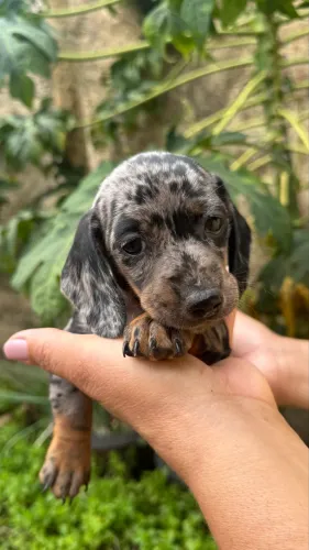 Filhote fêmea Basset Daschund Alerquim anão