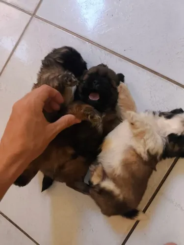 Shih tzus 