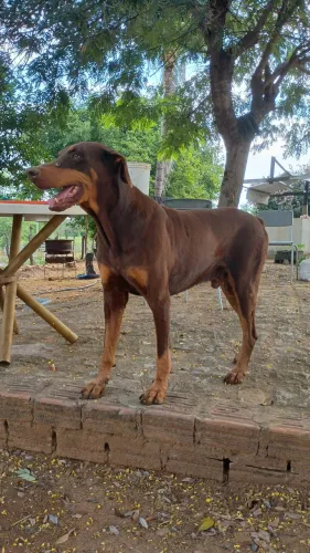 Filhotes de dobermann