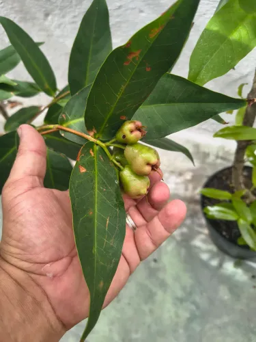 Pés de jambo rosa bem desenvolvidos todos produzem 