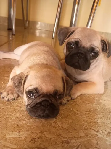 Pug filhote fêmea 50dias