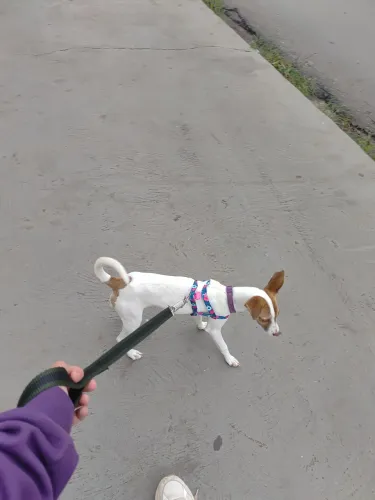 Serviço de passeio com cães (passeio na minha area)