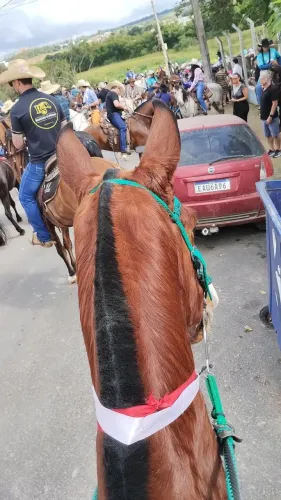 Cavalos