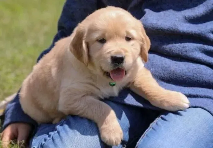 Golden Retriever Filhotes Padrão Internacional.