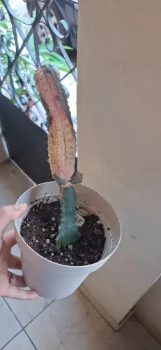 Euphorbia abdelkuri damask / Planta super rara