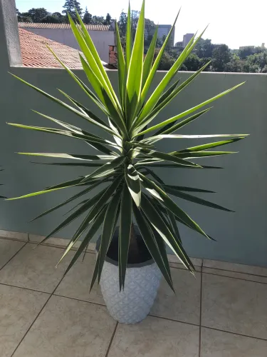 Planta Yuca (2)