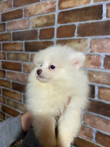 Lulu pomerania a venda