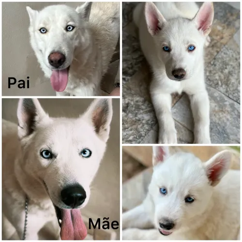HUSKY SIBERIANO BRANCO DISPONÍVEL