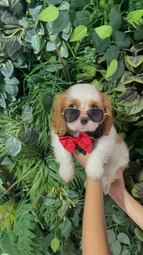 Cavalier king charles com pedigree Cbkc