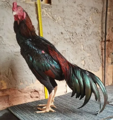 Galo mura