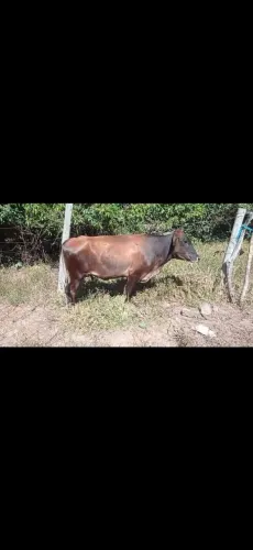novilha cruzada a venda 